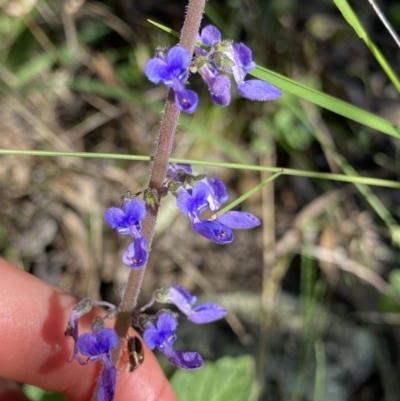 Plectranthus parviflorus (Cockspur Flower) at Bungonia, NSW - 11 Apr 2022 by Ned_Johnston