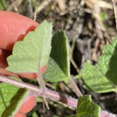 Coleus australis at Bungonia, NSW - 11 Apr 2022 02:09 PM