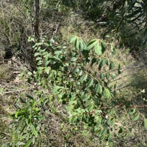 Breynia oblongifolia at Bungonia, NSW - 11 Apr 2022