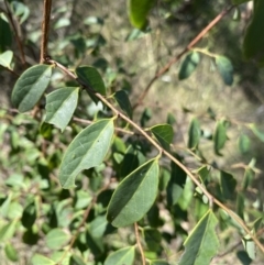 Breynia oblongifolia at Bungonia, NSW - 11 Apr 2022 02:06 PM