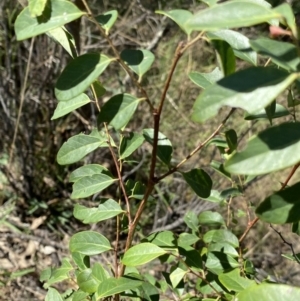 Breynia oblongifolia at Bungonia, NSW - 11 Apr 2022