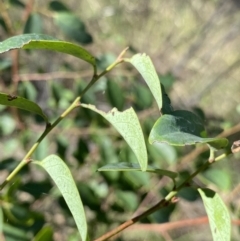 Breynia oblongifolia at Bungonia, NSW - 11 Apr 2022 02:06 PM