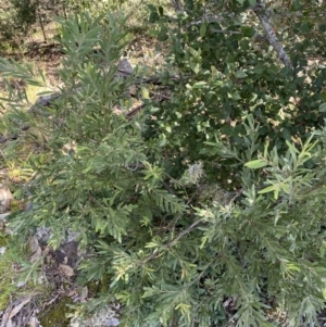 Grevillea arenaria subsp. arenaria at Marulan, NSW - 11 Apr 2022