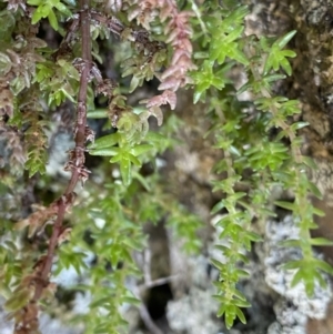 Crassula sieberiana at Bungonia, NSW - 11 Apr 2022