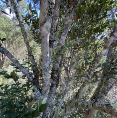 Backhousia myrtifolia (Carrol, Grey Myrtle, Cinnamon Myrtle) at Bungonia, NSW - 11 Apr 2022 by NedJohnston