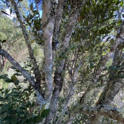 Backhousia myrtifolia (Carrol, Grey Myrtle, Cinnamon Myrtle) at Bungonia, NSW - 11 Apr 2022 by NedJohnston