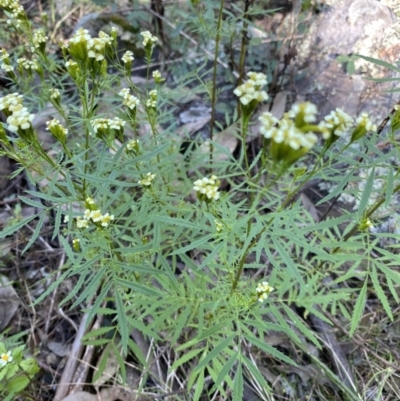 Tagetes minuta (Stinking Roger) at Bungonia, NSW - 11 Apr 2022 by Ned_Johnston