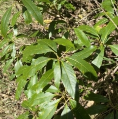 Pittosporum revolutum at Bungonia, NSW - 11 Apr 2022