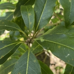 Pittosporum revolutum at Bungonia, NSW - 11 Apr 2022