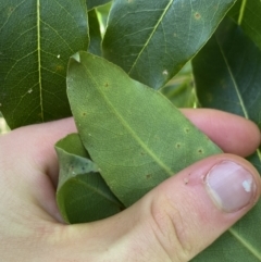 Pittosporum revolutum at Bungonia, NSW - 11 Apr 2022 01:41 PM