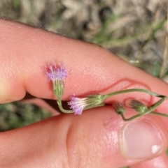 Cyanthillium cinereum (Purple Fleabane) at Bungonia, NSW - 11 Apr 2022 by Ned_Johnston