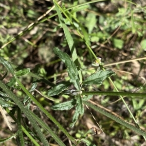 Cyanthillium cinereum at Bungonia, NSW - 11 Apr 2022