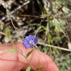 Evolvulus alsinoides var. decumbens (Slender Dwarf Morning Glory) at Bungonia, NSW - 11 Apr 2022 by Ned_Johnston