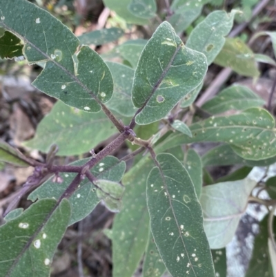 Solanum celatum at Bungonia, NSW - 11 Apr 2022 by Ned_Johnston