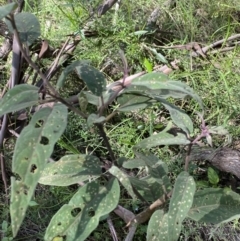 Solanum celatum at Bungonia, NSW - 11 Apr 2022