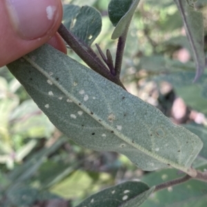 Solanum celatum at Bungonia, NSW - 11 Apr 2022