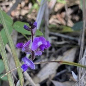 Glycine tabacina at Bungonia, NSW - 11 Apr 2022