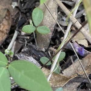 Glycine tabacina at Bungonia, NSW - 11 Apr 2022