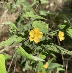 Abutilon oxycarpum (Straggly Lantern-bush, Lantern Bush) at Bungonia, NSW - 11 Apr 2022 by Ned_Johnston