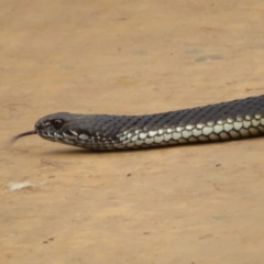 Austrelaps ramsayi (Highlands Copperhead) at Booth, ACT - 11 Apr 2022 by Christine