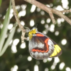 Delias nigrina at Fyshwick, ACT - 11 Apr 2022