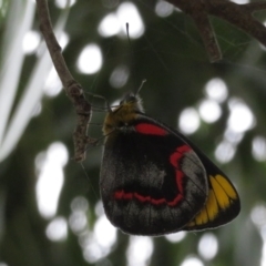 Delias nigrina at Fyshwick, ACT - 11 Apr 2022