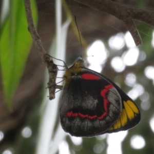 Delias nigrina at Fyshwick, ACT - 11 Apr 2022