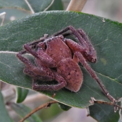 Neosparassus sp. (genus) (Unidentified Badge huntsman) at Tennent, ACT - 11 Apr 2022 by JohnBundock