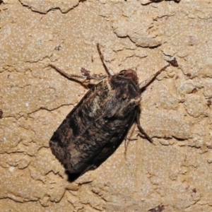 Agrotis porphyricollis at Wanniassa, ACT - 10 Apr 2022