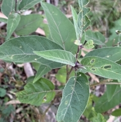 Solanum celatum at Bungonia, NSW - 11 Apr 2022 by Ned_Johnston