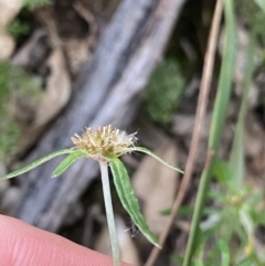 Euchiton involucratus (Star Cudweed) at Bungonia, NSW - 11 Apr 2022 by Ned_Johnston