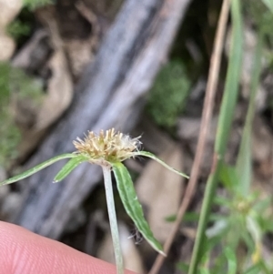 Euchiton involucratus at Bungonia, NSW - 11 Apr 2022