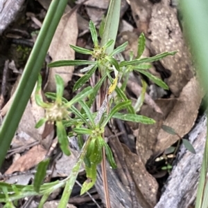 Euchiton involucratus at Bungonia, NSW - 11 Apr 2022