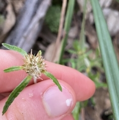 Euchiton involucratus at Bungonia, NSW - 11 Apr 2022 03:41 PM