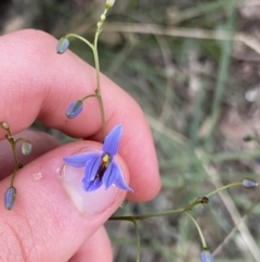 Dianella revoluta (Black-Anther Flax Lily) at Bungonia, NSW - 11 Apr 2022 by Ned_Johnston