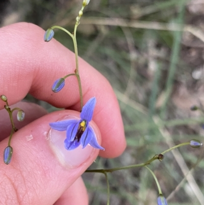 Dianella revoluta (Black-Anther Flax Lily) at Bungonia, NSW - 11 Apr 2022 by Ned_Johnston