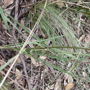 Dianella revoluta at Bungonia, NSW - 11 Apr 2022