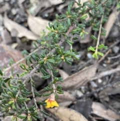 Pultenaea microphylla (Egg and Bacon Pea) at Bungonia, NSW - 11 Apr 2022 by NedJohnston