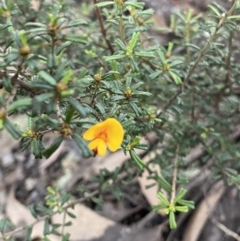 Pultenaea microphylla at Bungonia, NSW - 11 Apr 2022 03:35 PM