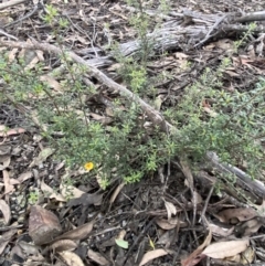 Pultenaea microphylla at Bungonia, NSW - 11 Apr 2022 03:35 PM