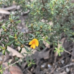 Pultenaea microphylla at Bungonia, NSW - 11 Apr 2022 03:35 PM