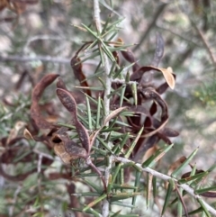 Acacia ulicifolia (Prickly Moses) at Bungonia, NSW - 11 Apr 2022 by Ned_Johnston