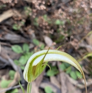 Diplodium ampliatum at Bungonia, NSW - 11 Apr 2022