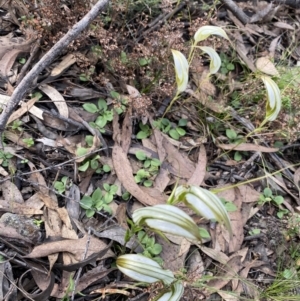 Diplodium ampliatum at Bungonia, NSW - 11 Apr 2022