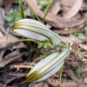 Diplodium ampliatum at Bungonia, NSW - 11 Apr 2022