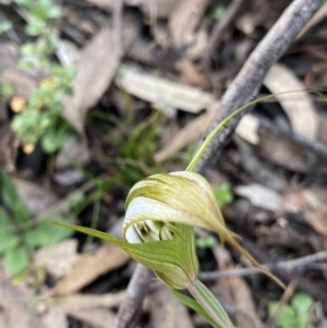 Diplodium ampliatum at Bungonia, NSW - 11 Apr 2022