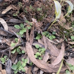 Diplodium ampliatum at Bungonia, NSW - 11 Apr 2022