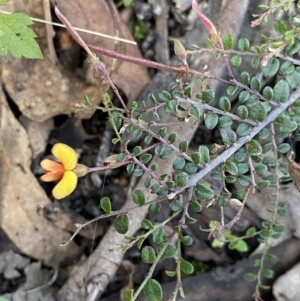 Bossiaea buxifolia at Bungonia, NSW - 11 Apr 2022 02:58 PM