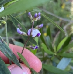 Glycine clandestina (Twining Glycine) at Bungonia, NSW - 11 Apr 2022 by Ned_Johnston