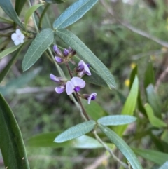 Glycine clandestina at Bungonia, NSW - 11 Apr 2022